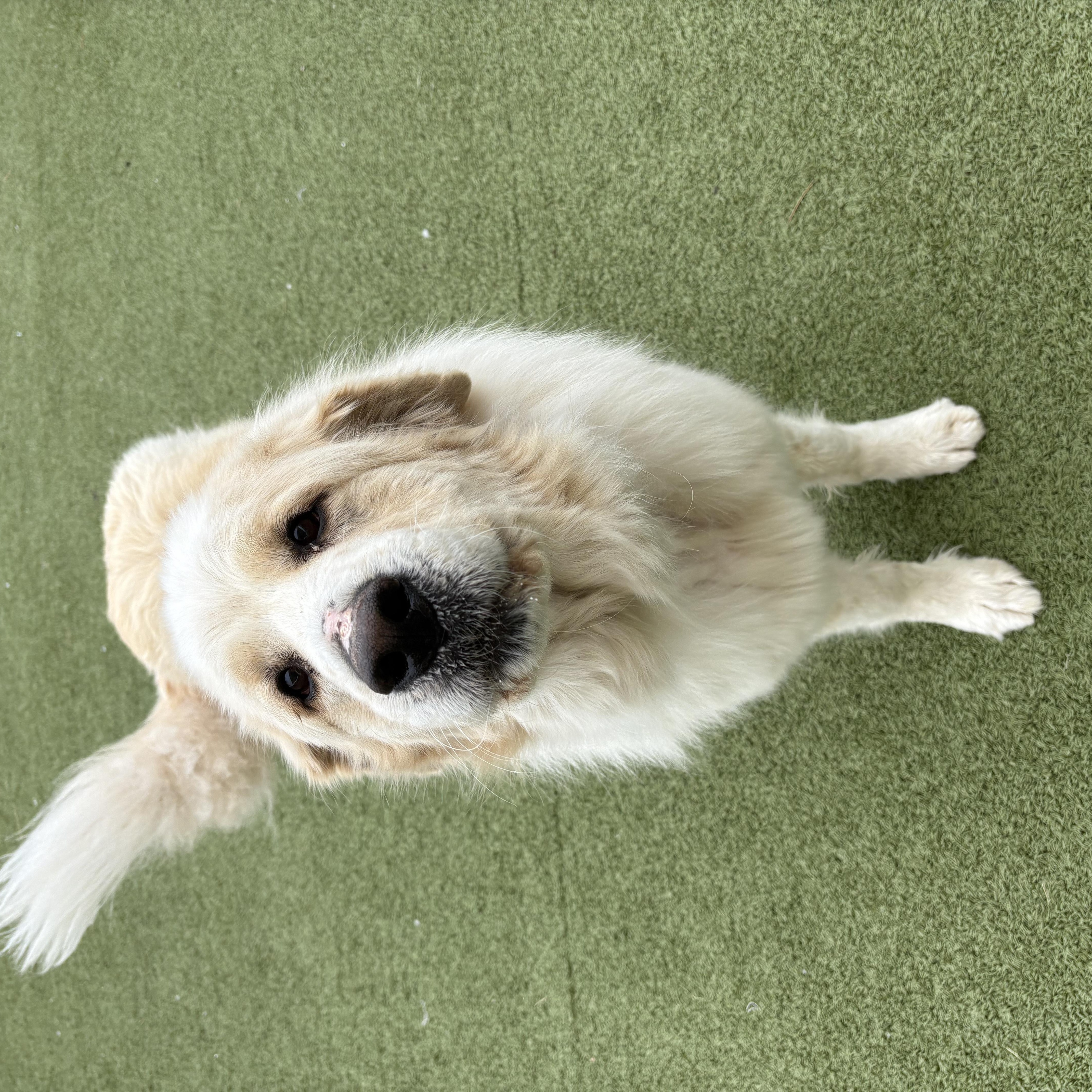 Enlarge Angus, an adoptable Great Pyrenees in Hays, KS image 5/6
