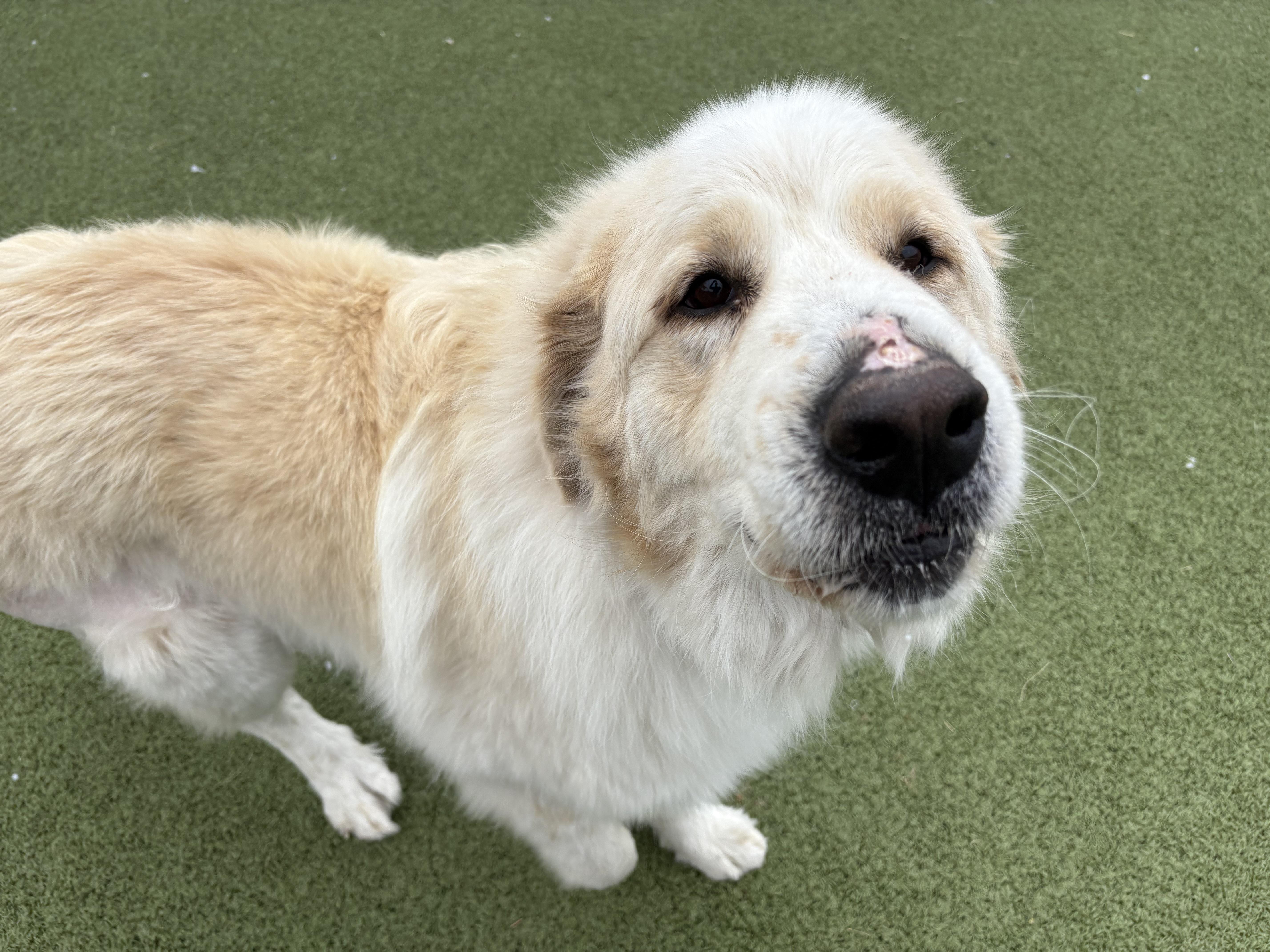 Angus, adoptable, Adult Male Great Pyrenees.