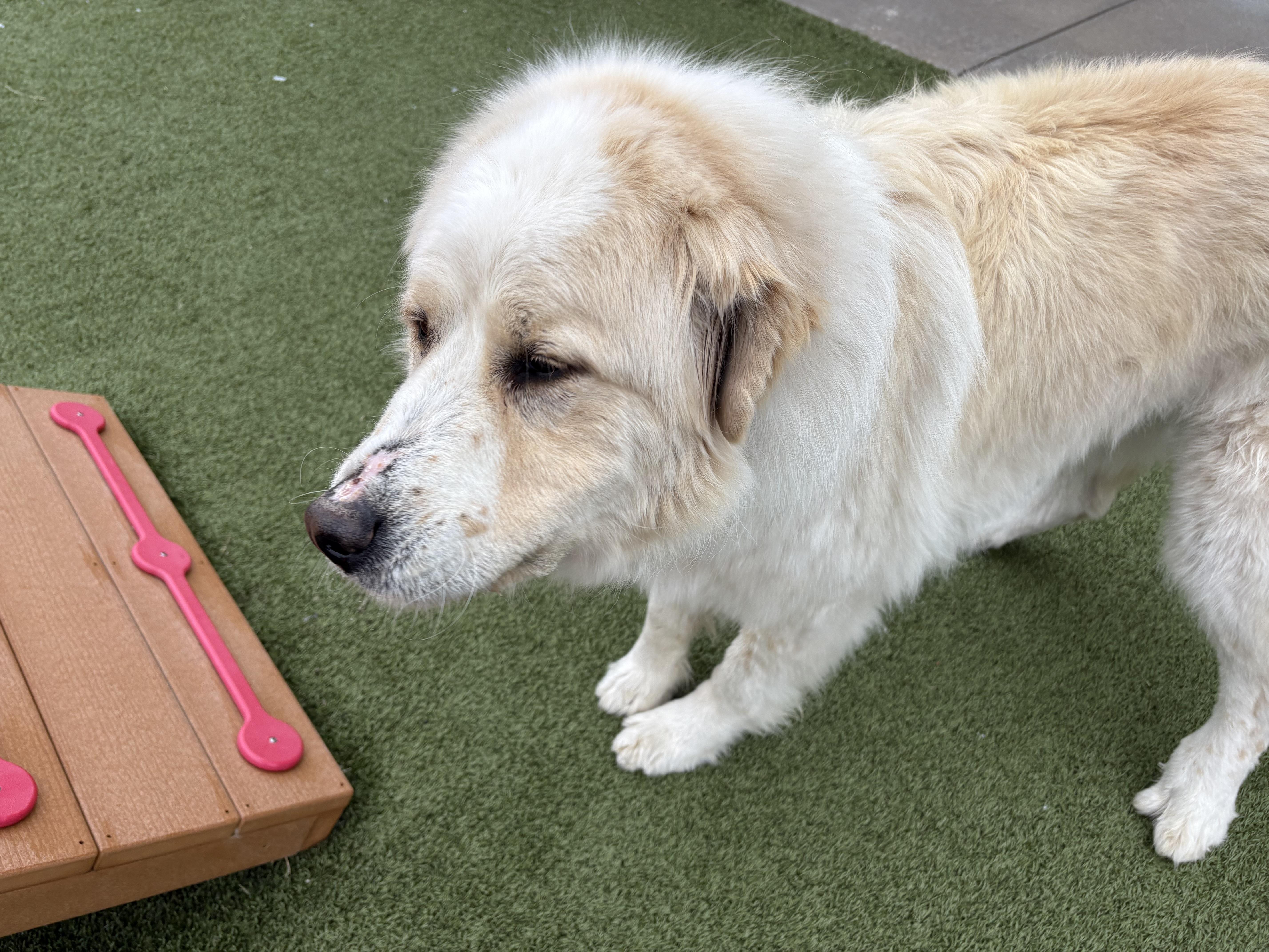 Enlarge Angus, an adoptable Great Pyrenees in Hays, KS image 6/6