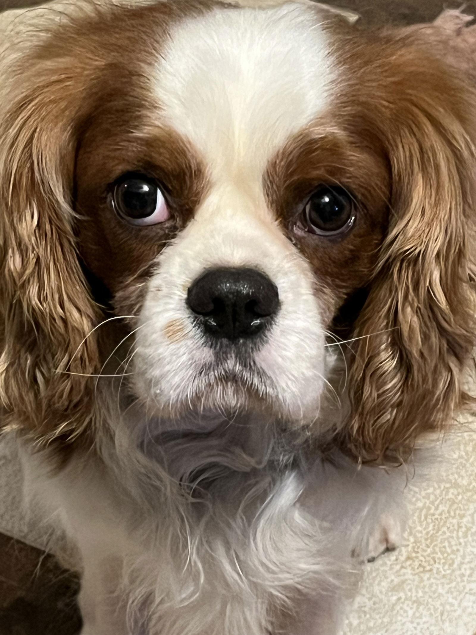 Boomer, Adoptable, Adult Male Cavalier King Charles Spaniel.