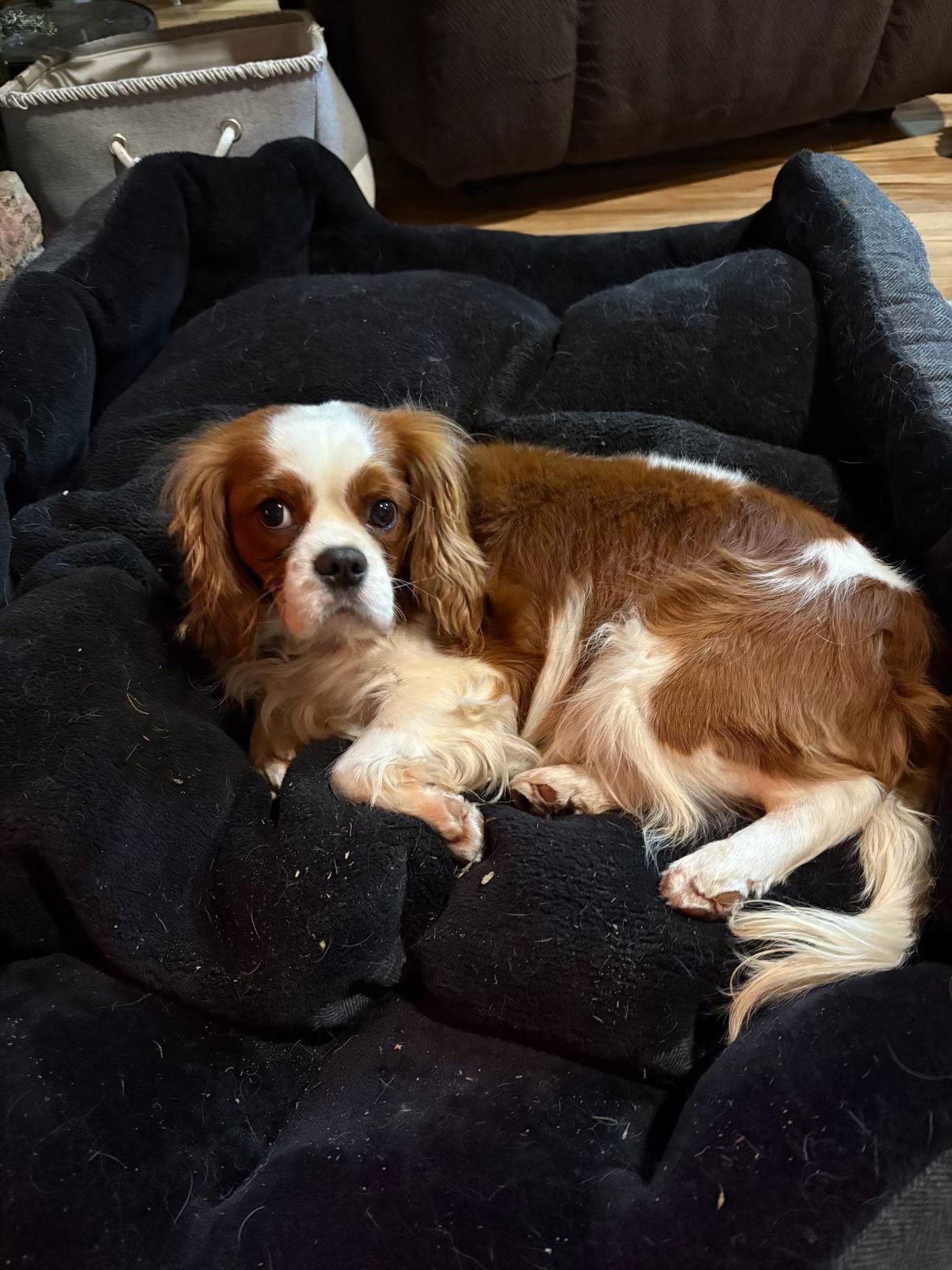 Enlarge Boomer, a Adoptable Cavalier King Charles Spaniel in New Albany, OH image 2/3