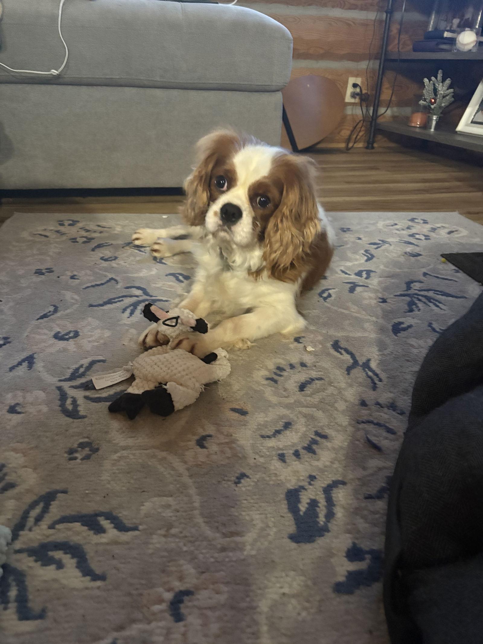 Enlarge Boomer, a Adoptable Cavalier King Charles Spaniel in New Albany, OH image 3/3