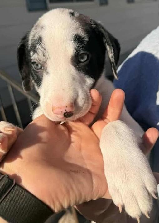 Jalapeno, ADOPTABLE, Puppy Male Mixed Breed.