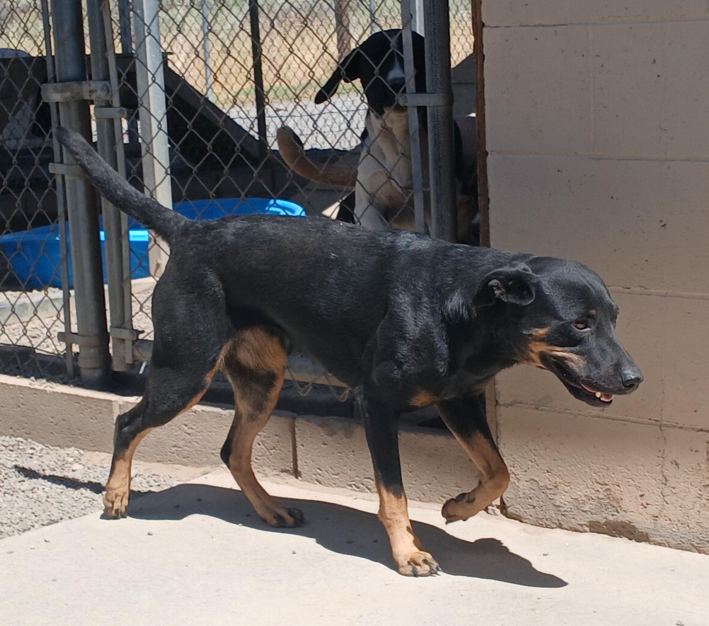 Poppy, an adoptable Mixed Breed in Susanville, CA, 96130 | Photo Image 2
