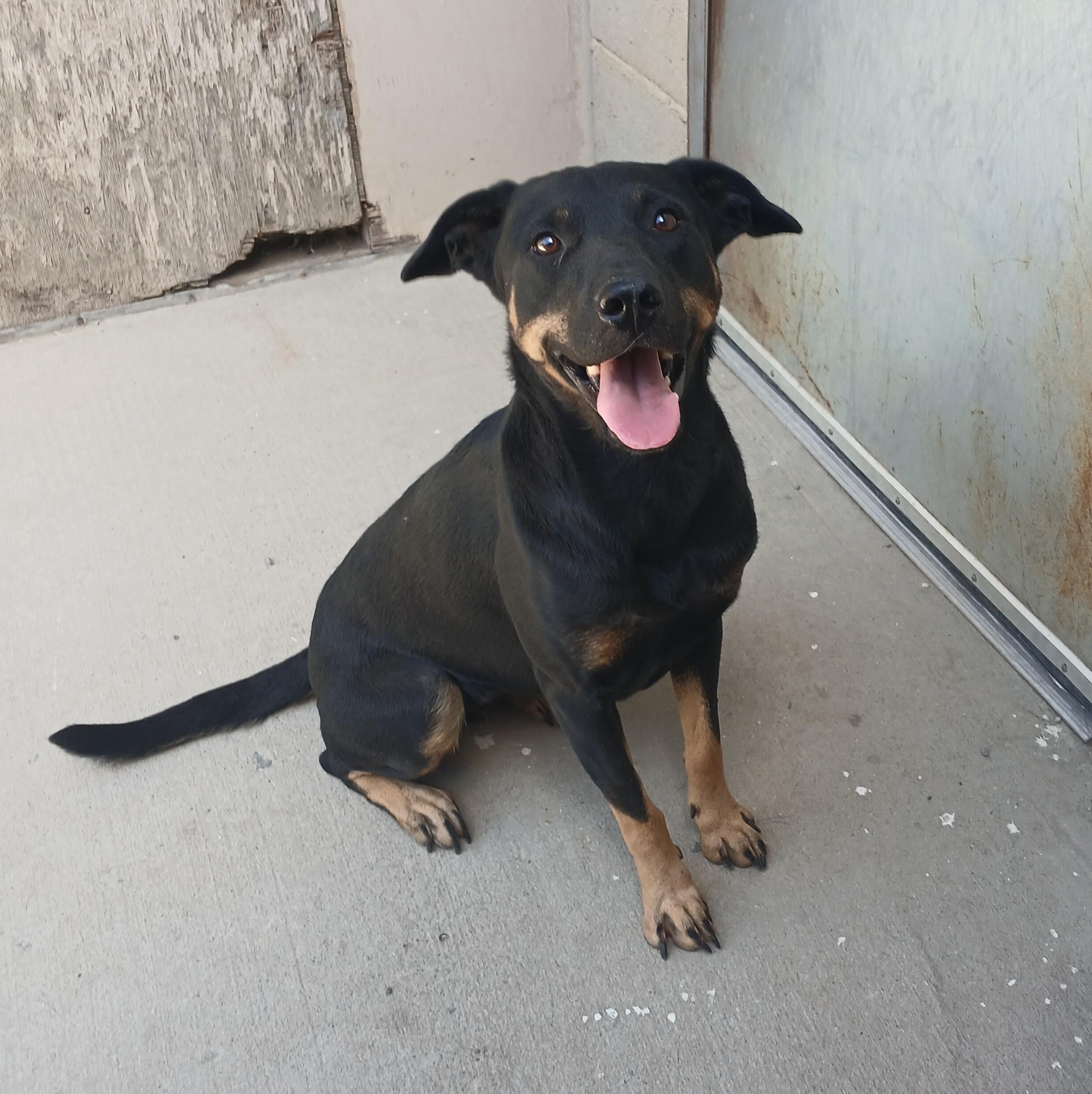 Poppy, an adoptable Mixed Breed in Susanville, CA, 96130 | Photo Image 1