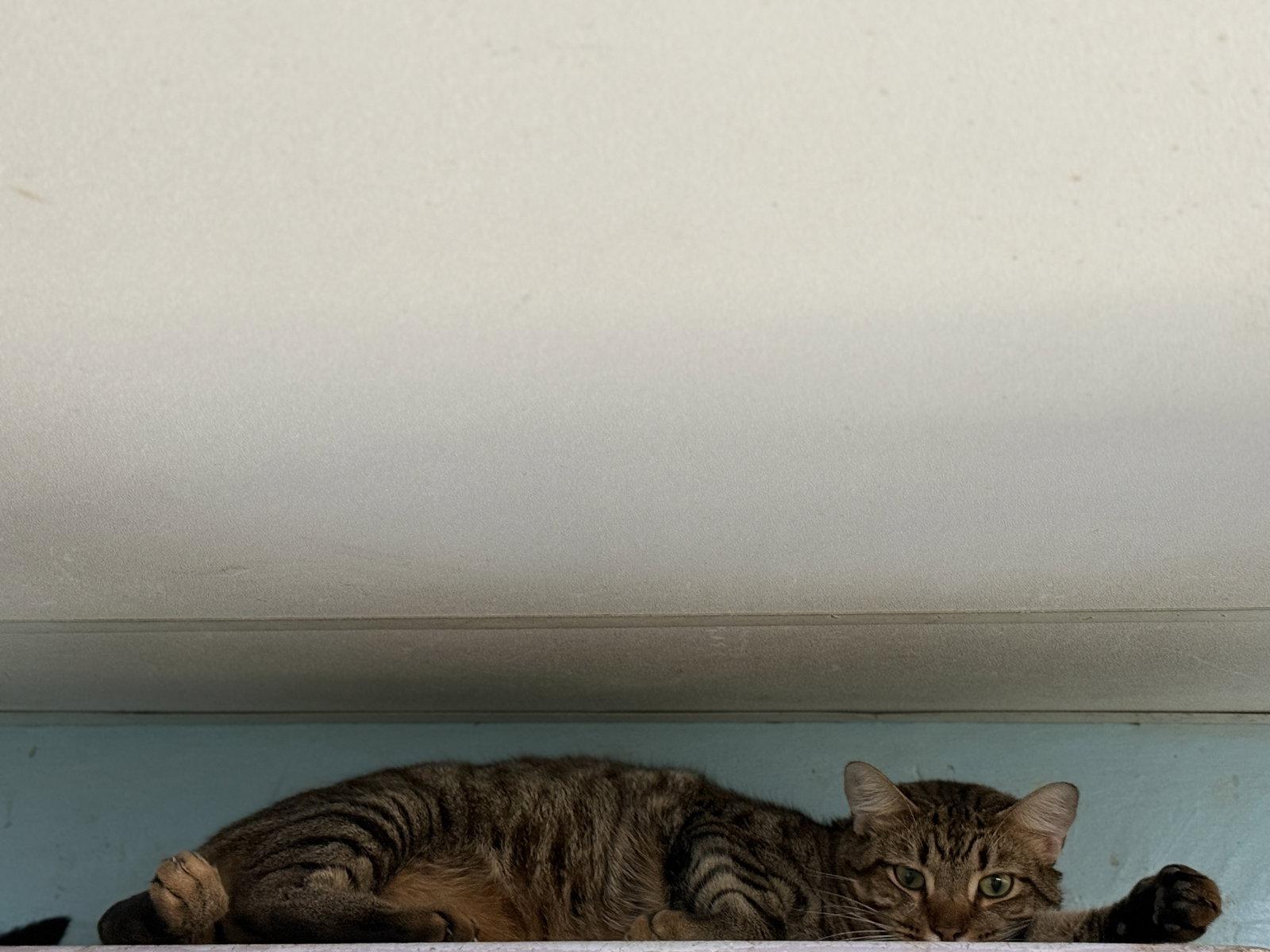 Hawk, Adopted, Young Male Tabby & Maine Coon.