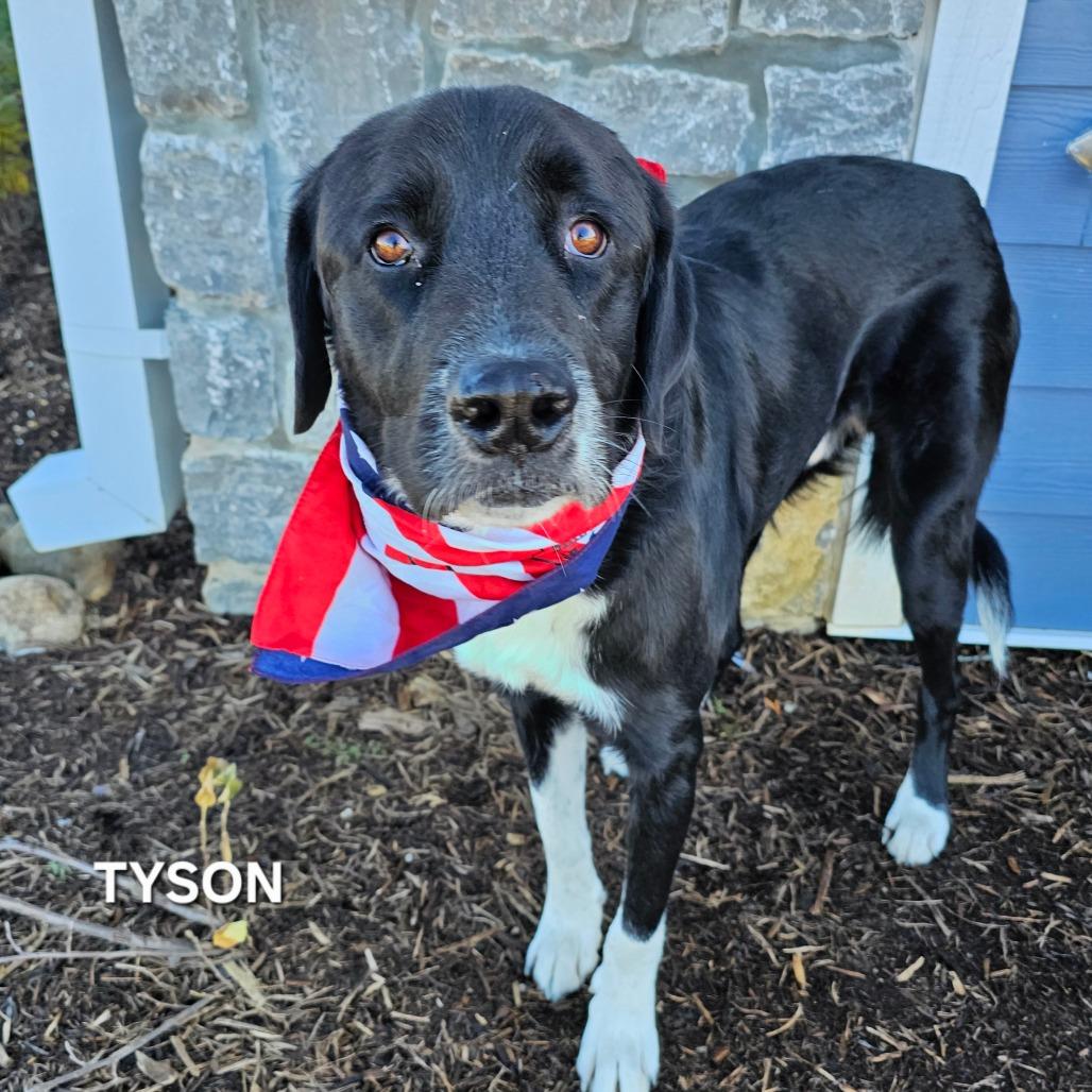 Tyson, Adoptable, Adult Male Mixed Breed.