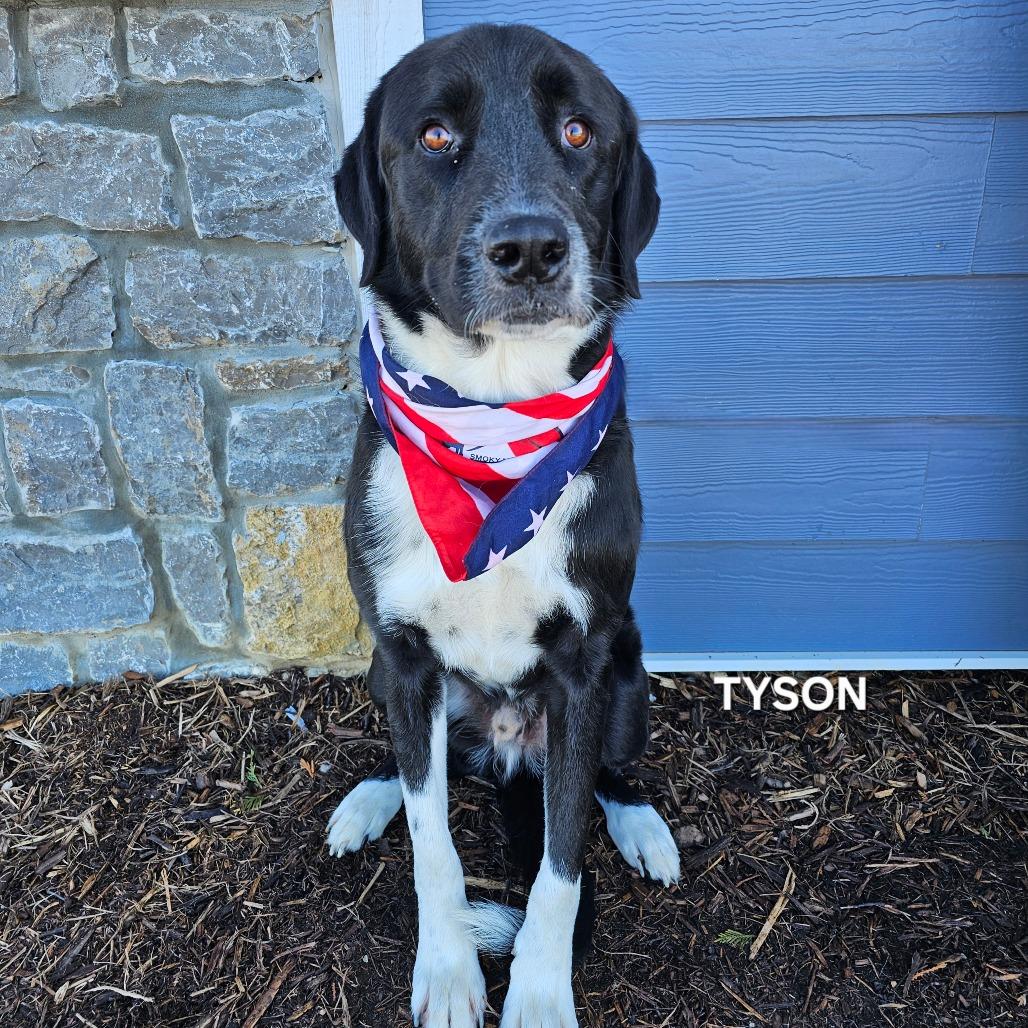 Enlarge Tyson, a Adoptable mixed breed in Madisonville, TN image 2/3