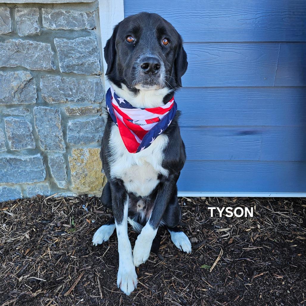 Enlarge Tyson, a Adoptable mixed breed in Madisonville, TN image 3/3