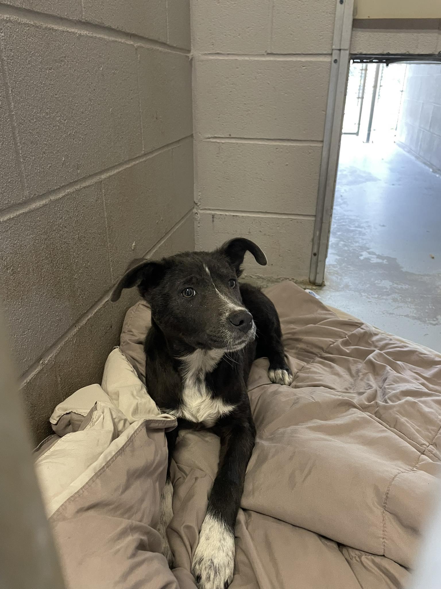 Enlarge Trevor, a ADOPTABLE Pit Bull Terrier in Bishopville, SC image 2/2