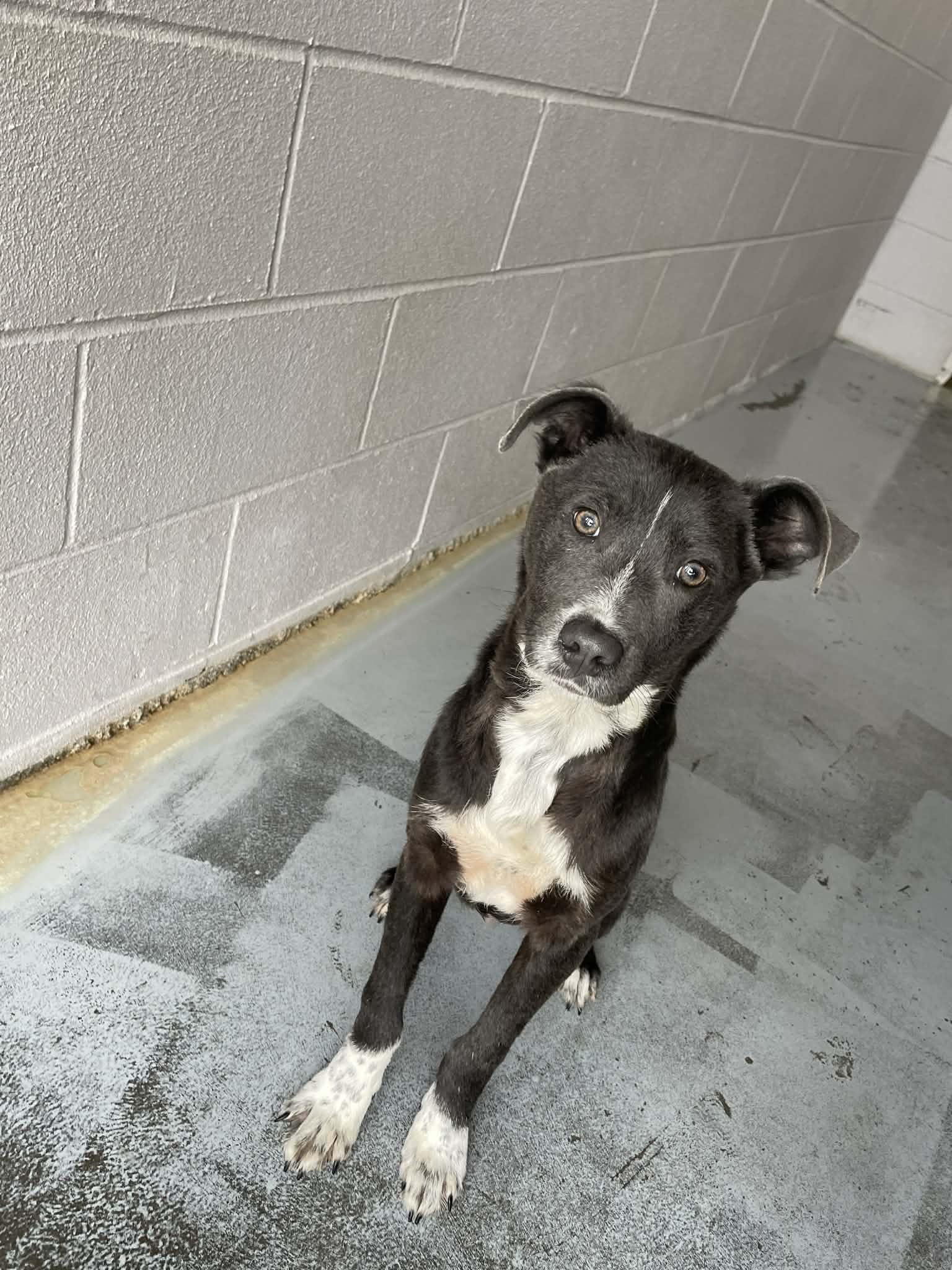 Enlarge Trevor, a ADOPTABLE Pit Bull Terrier in Bishopville, SC image 1/2