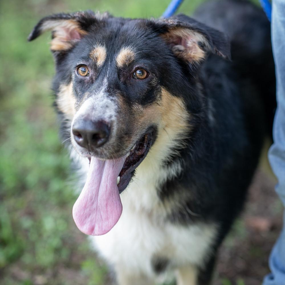 THELMA-29942, a Adoptable mixed breed in Port Richey, FL image 2/2