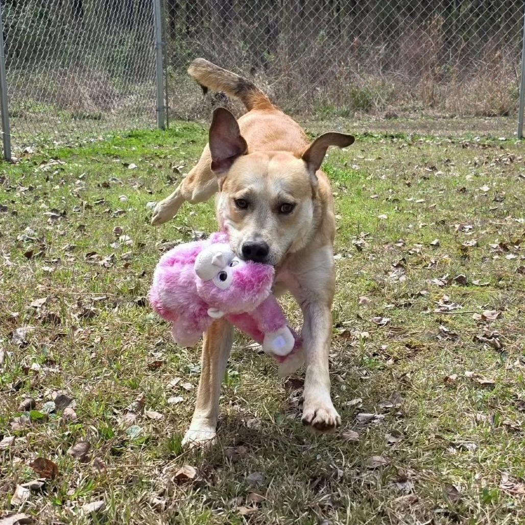 Rascal, Adoptable, Adult Male Mixed Breed.