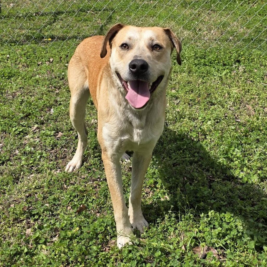 Enlarge Rascal, a Adoptable Mixed Breed in Gadsden, AL image 2/6