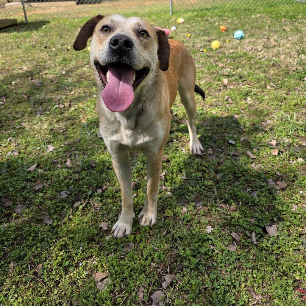 Enlarge Rascal, a Adoptable Mixed Breed in Gadsden, AL image 3/6