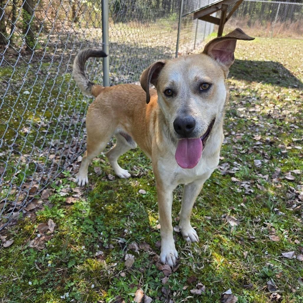 Enlarge Rascal, a Adoptable Mixed Breed in Gadsden, AL image 4/6