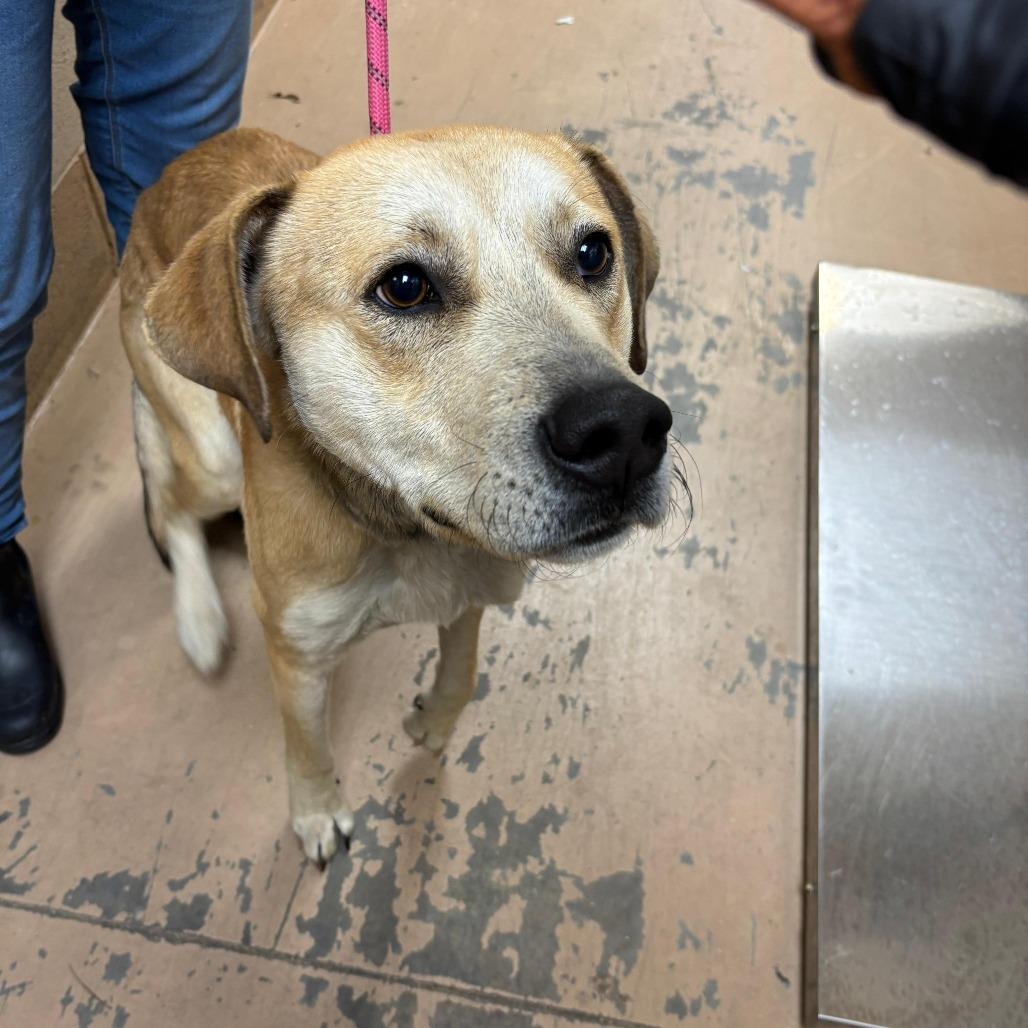 Enlarge Rascal, a Adoptable Mixed Breed in Gadsden, AL image 1/1