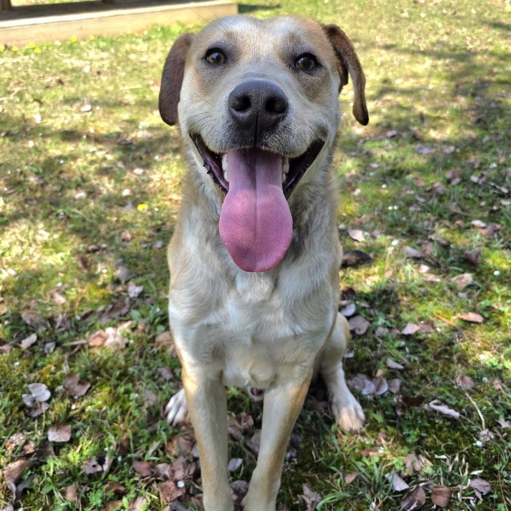 Enlarge Rascal, a Adoptable Mixed Breed in Gadsden, AL image 6/6