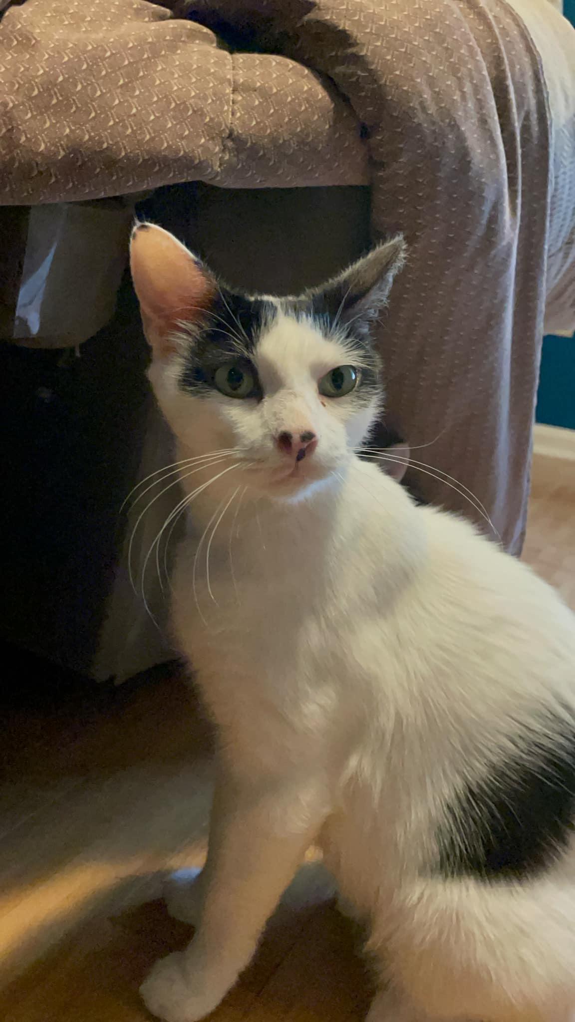 Enlarge Rosie, a Adoptable Domestic Short Hair in Jacksonville, FL image 2/6