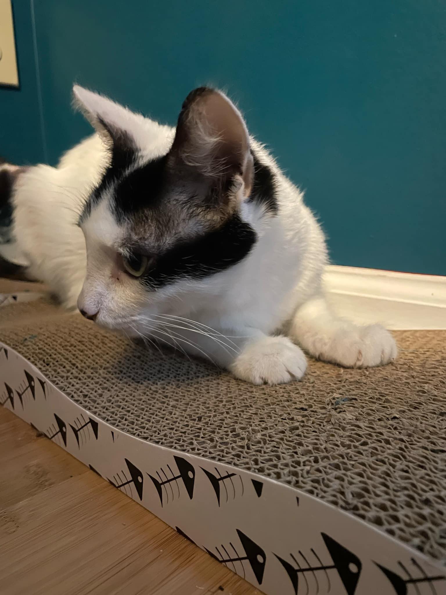 Enlarge Rosie, a Adoptable Domestic Short Hair in Jacksonville, FL image 3/6