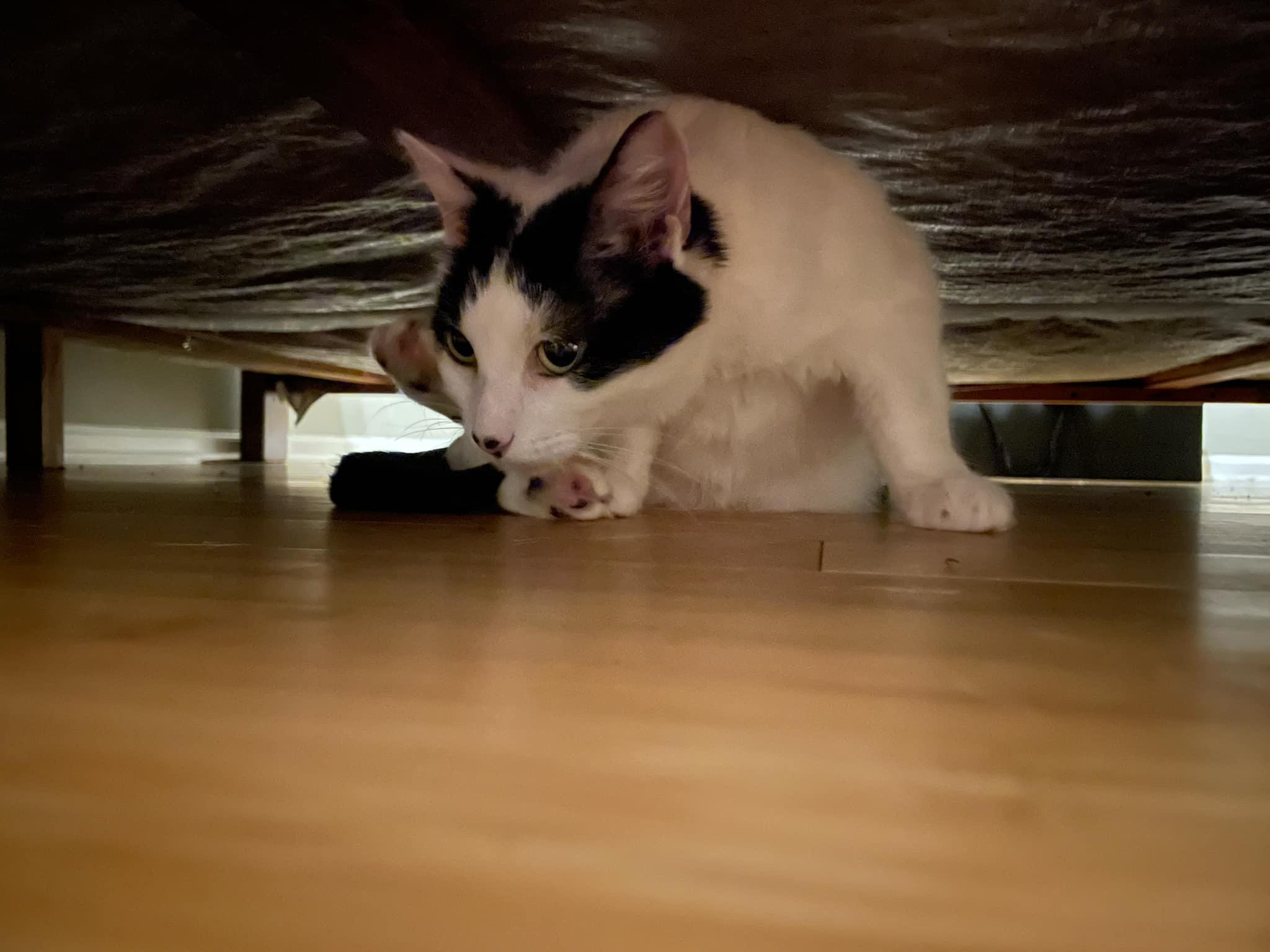 Enlarge Rosie, a Adoptable Domestic Short Hair in Jacksonville, FL image 4/6