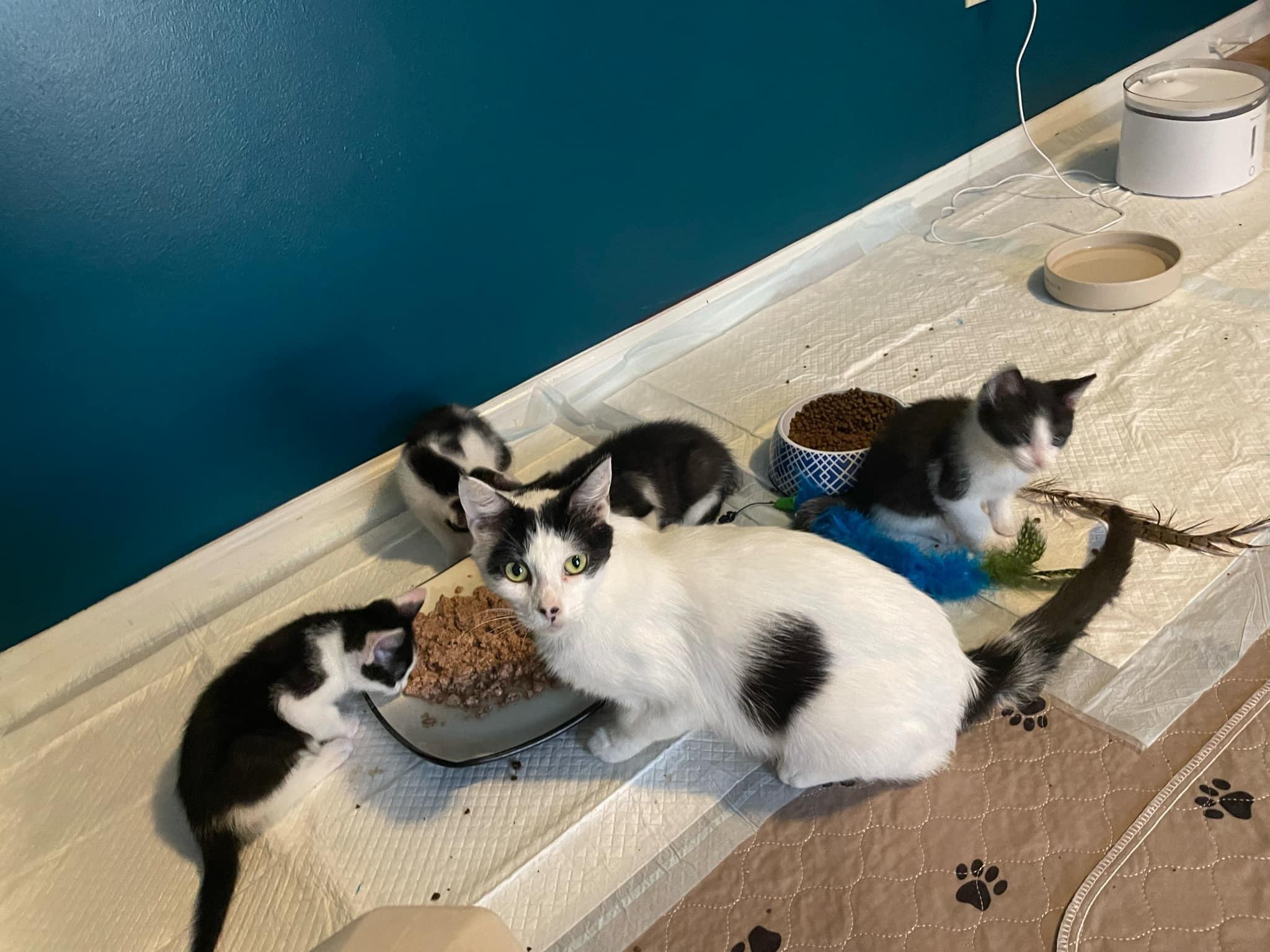 Enlarge Rosie, a Adoptable Domestic Short Hair in Jacksonville, FL image 6/6