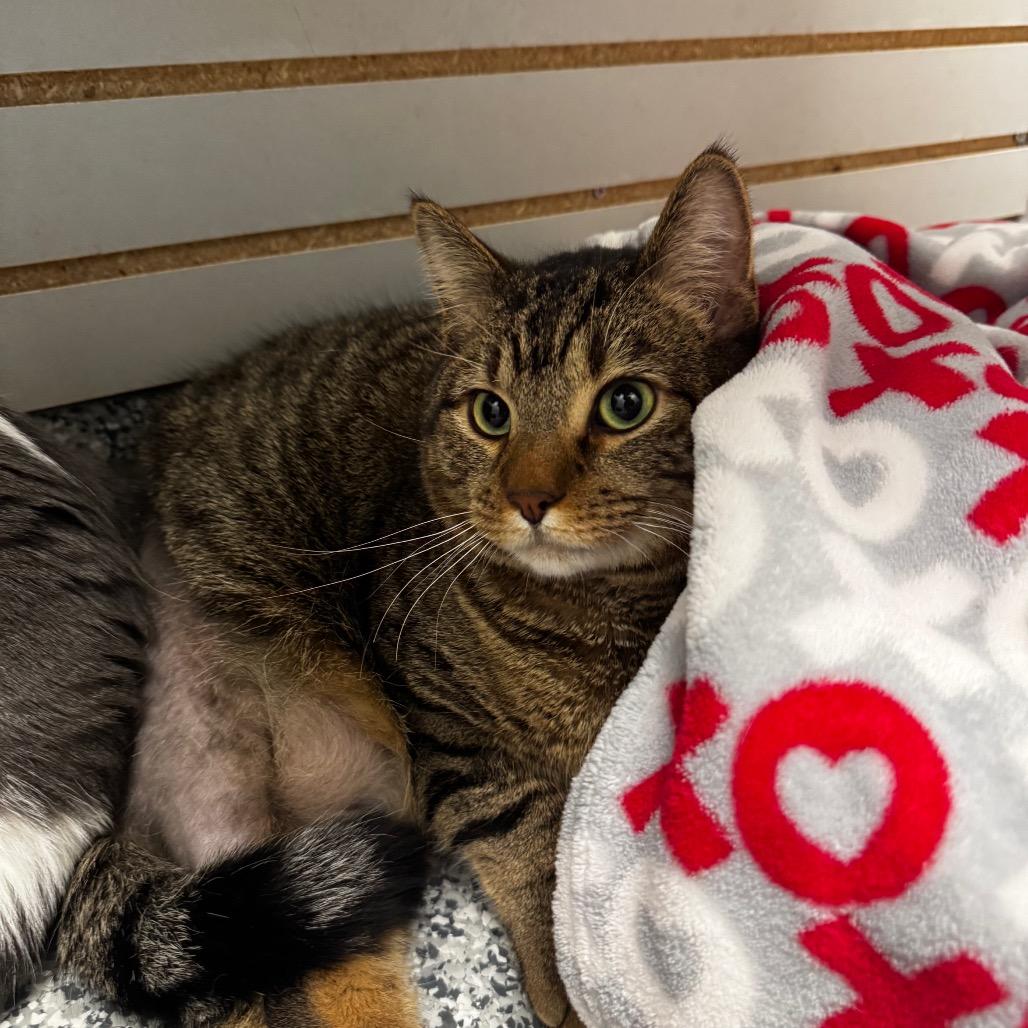 Osman, Adoptable, Adult Male Domestic Short Hair.