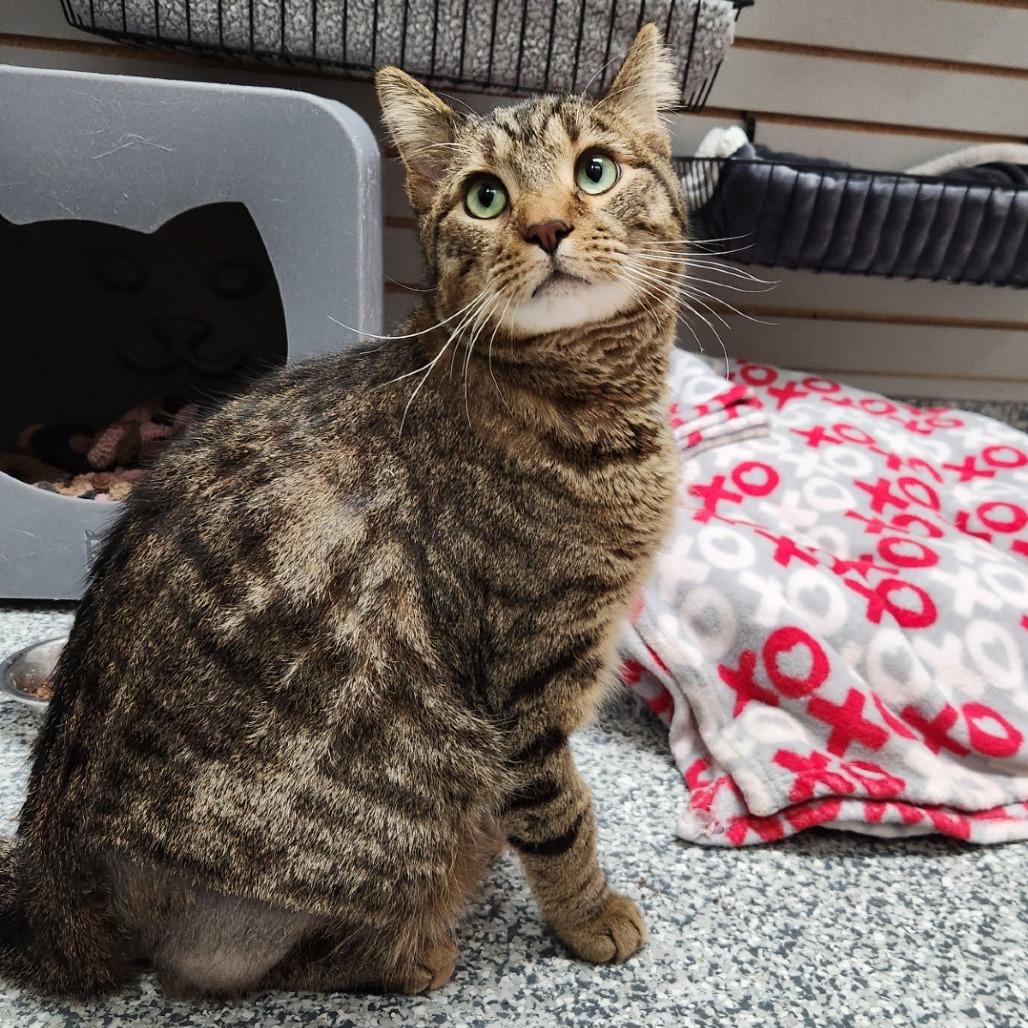 Enlarge Osman, a Adoptable Domestic Short Hair in Brookfield, WI image 2/5