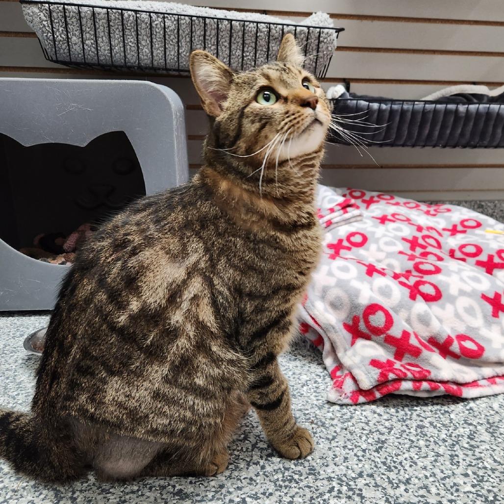 Enlarge Osman, a Adoptable Domestic Short Hair in Brookfield, WI image 3/5