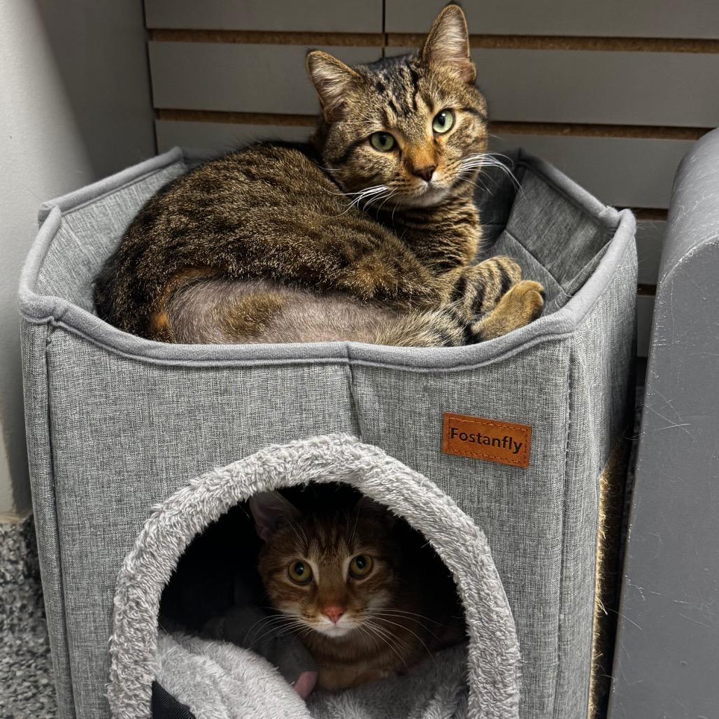 Enlarge Osman, a Adoptable Domestic Short Hair in Brookfield, WI image 5/5