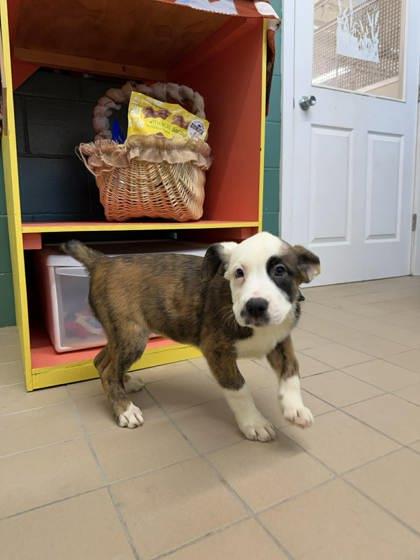 Morel, Adoptable, Puppy Female Mastiff & German Shepherd Dog.