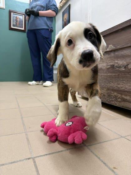 Enlarge Morel, a Adoptable mixed breed in Scottsbluff, NE image 2/3
