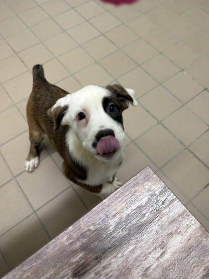 Enlarge Morel, a Adoptable mixed breed in Scottsbluff, NE image 3/3