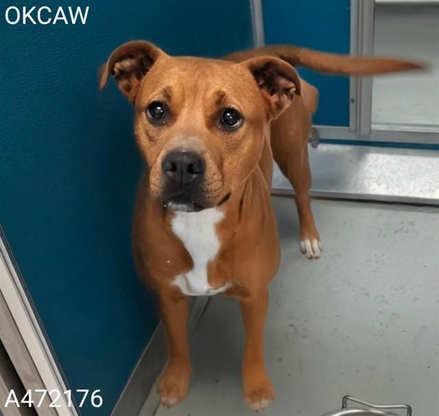 CIDER, Adoptable, Young Female Pit Bull Terrier & Mixed Breed.