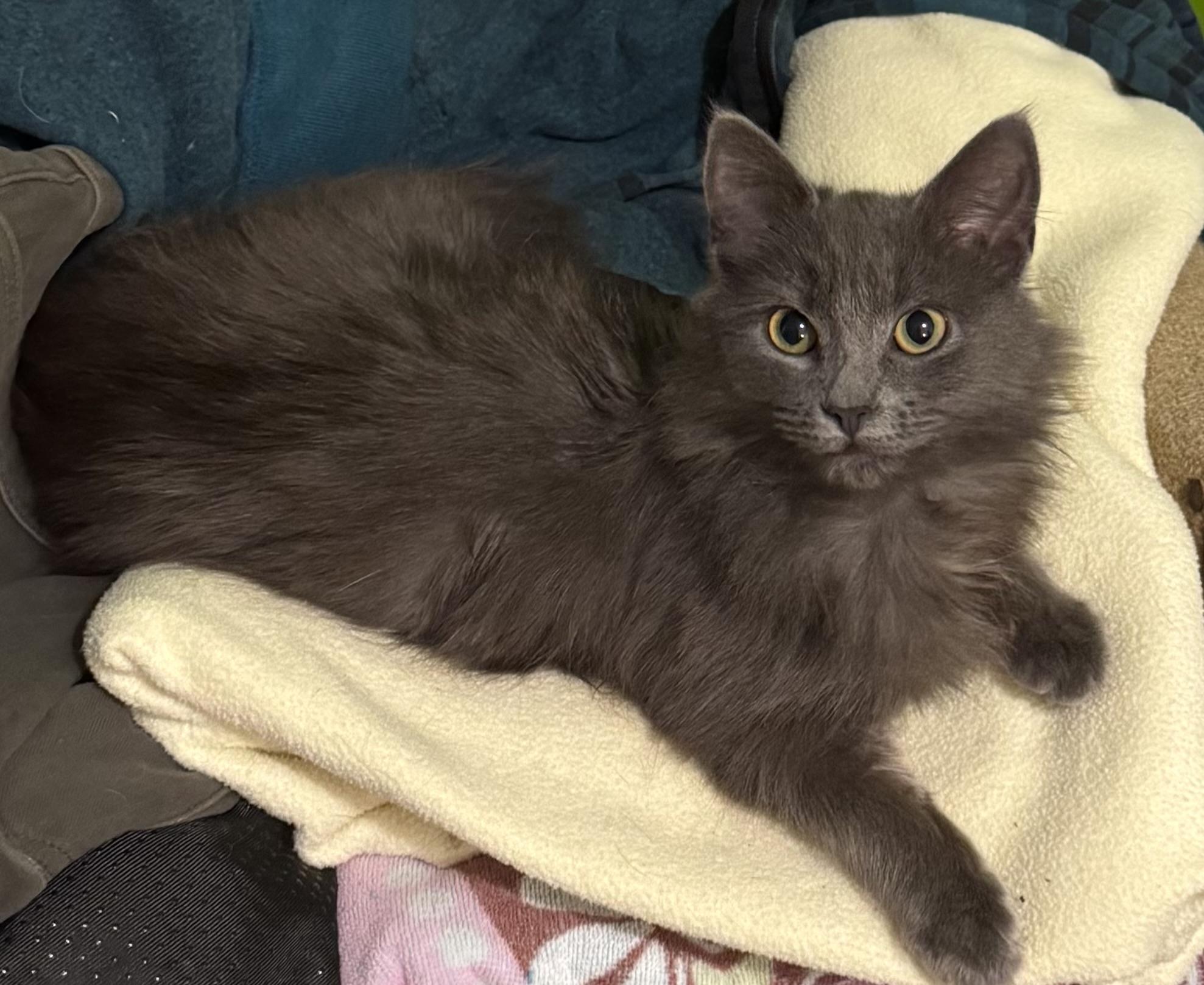 Ohana, Adopted, Young Female Domestic Long Hair.