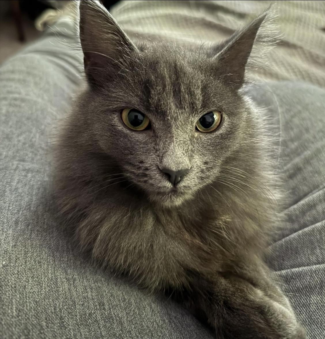 Enlarge Ohana, a Adopted Domestic Long Hair in Chase City, VA image 3/3