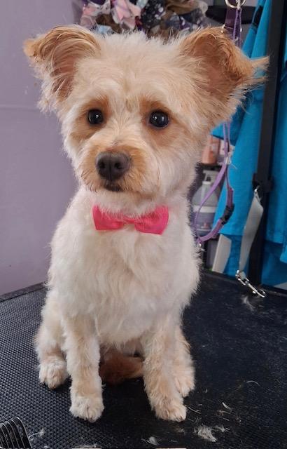 Enlarge Christoper, a Adoptable Yorkie Poo in Memphis, TN image 4/6