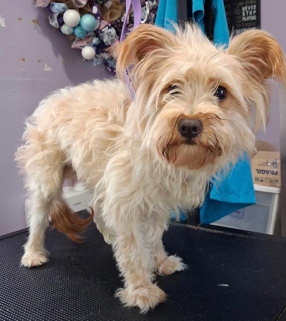 Enlarge Christoper, a Adoptable Yorkie Poo in Memphis, TN image 6/6