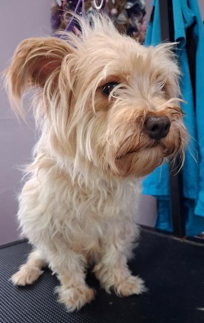 Christoper, Adoptable, Adult Female Yorkie Poo.