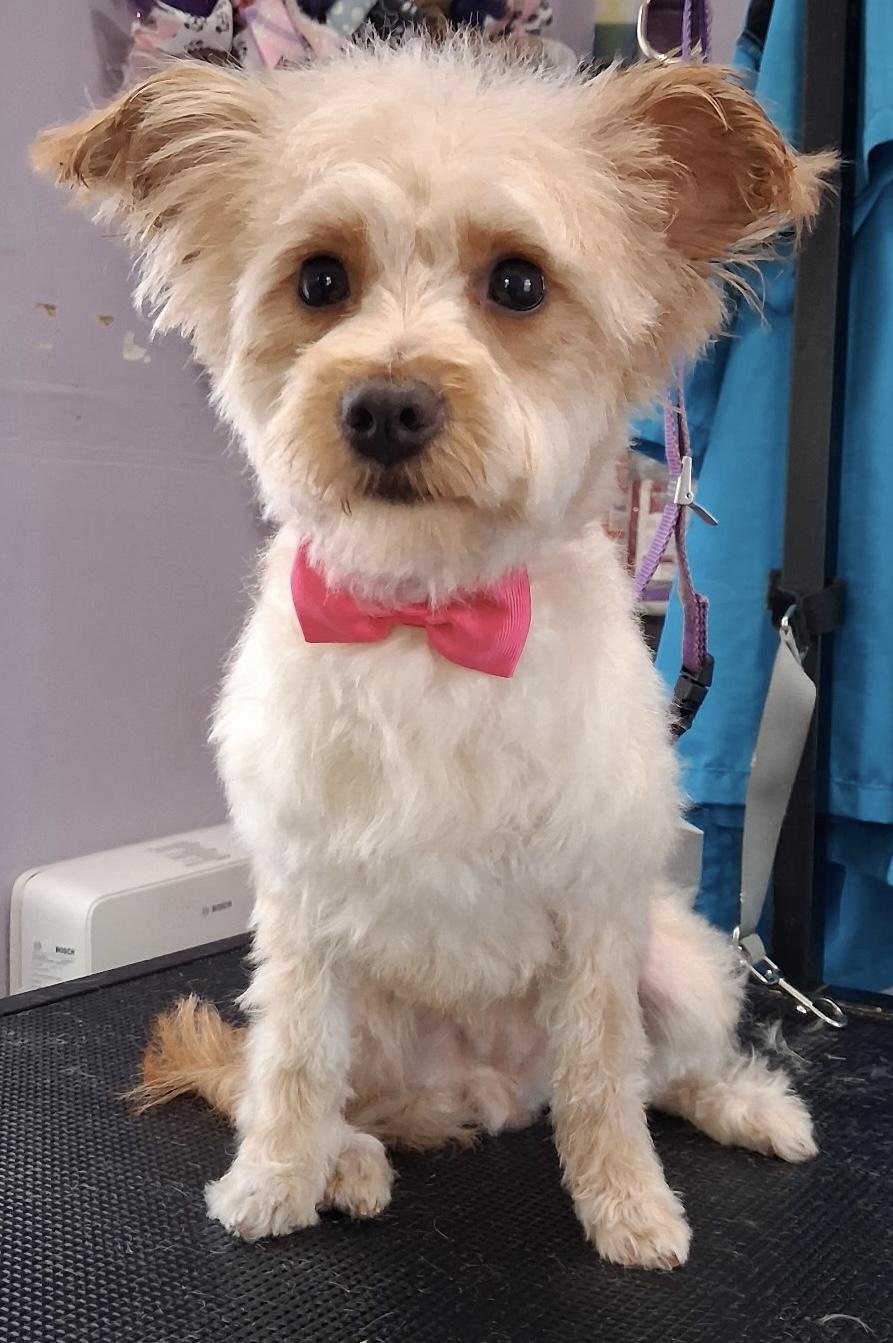 Enlarge Christoper, a Adoptable Yorkie Poo in Memphis, TN image 3/6