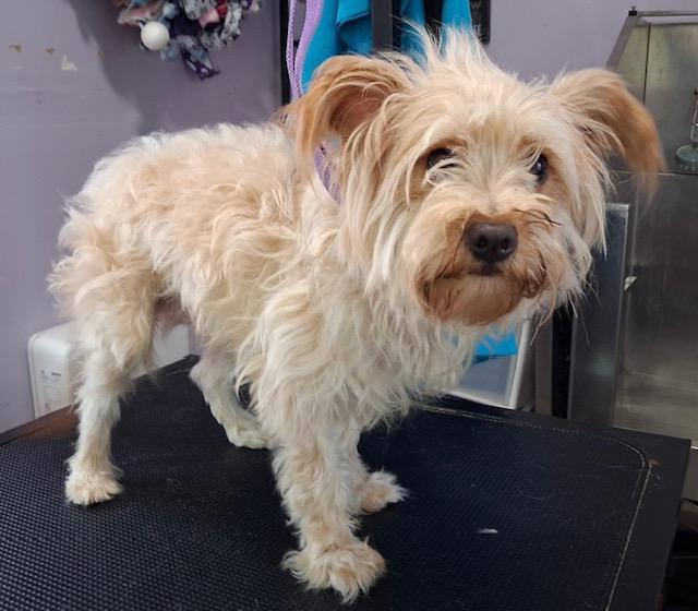 Enlarge Christoper, a Adoptable Yorkie Poo in Memphis, TN image 5/6