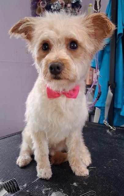 Enlarge Christoper, a Adoptable Yorkie Poo in Memphis, TN image 2/6