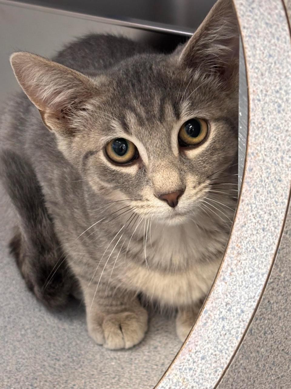 Grayson, adopted, Kitten Male Domestic Short Hair & Tiger.