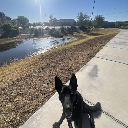 LeRoy, Adoptable, Young Male German Shepherd Dog & Siberian Husky.