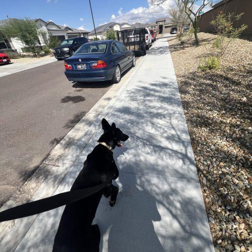 Enlarge LeRoy, a Adoptable mixed breed in Glendale, AZ image 2/5