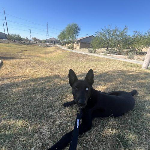 Enlarge LeRoy, a Adoptable mixed breed in Glendale, AZ image 3/5