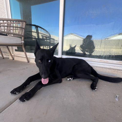 Enlarge LeRoy, a Adoptable mixed breed in Glendale, AZ image 4/5