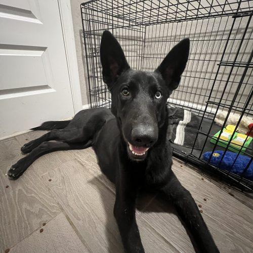 Enlarge LeRoy, a Adoptable mixed breed in Glendale, AZ image 5/5