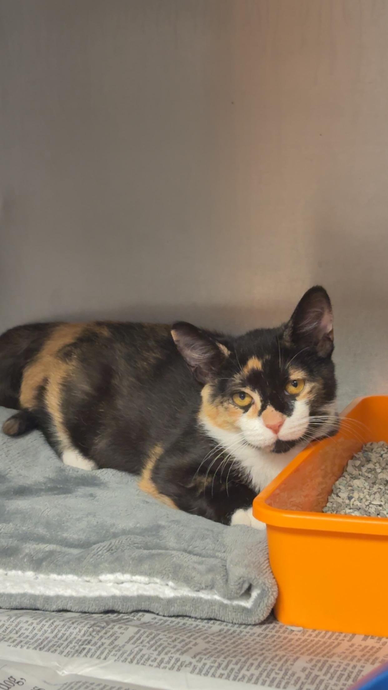 Enlarge Topaz, a Adopted Domestic Short Hair in Newton Falls, OH image 1/1