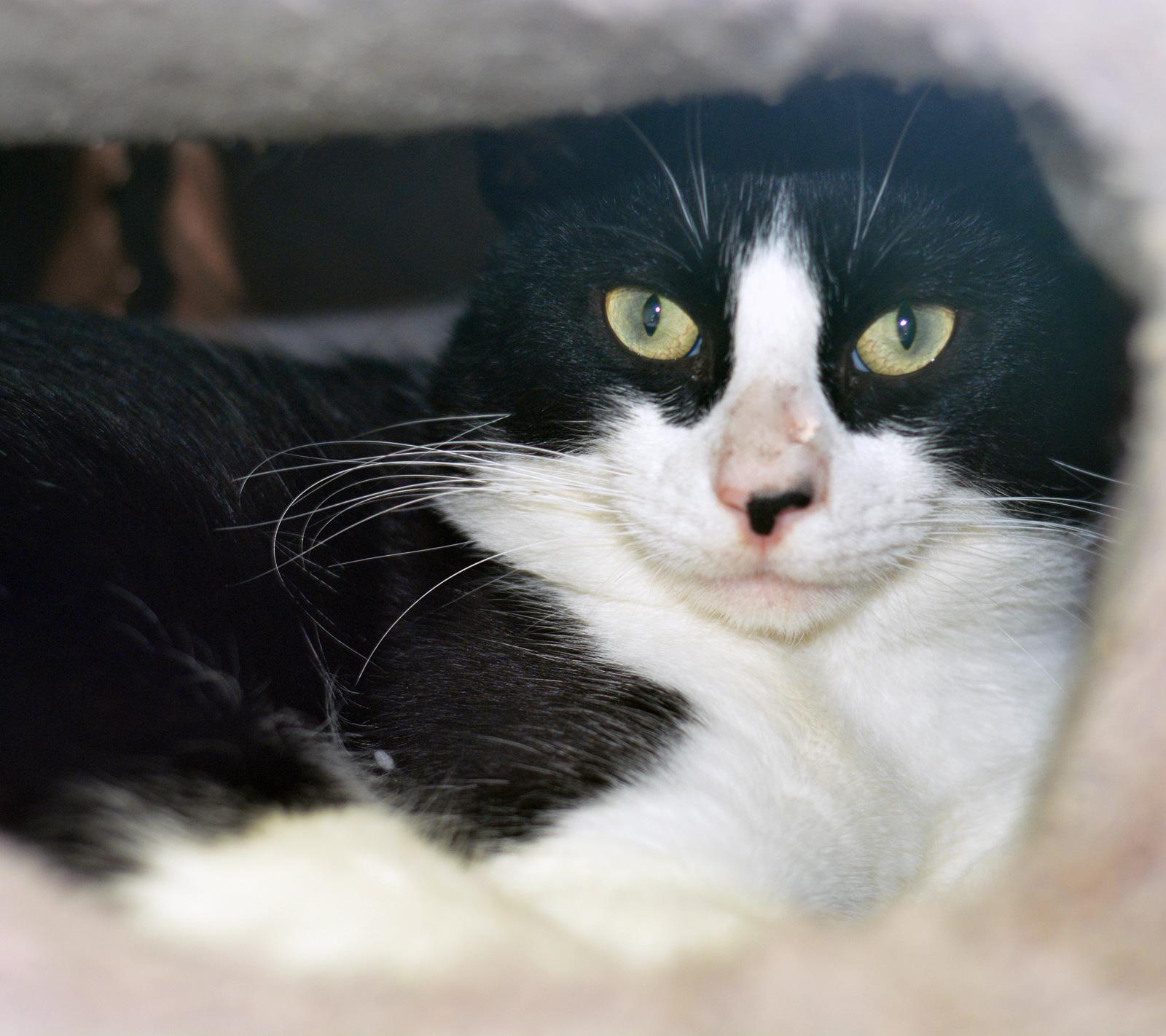 LENNY, a Adoptable Domestic Short Hair image 2/2